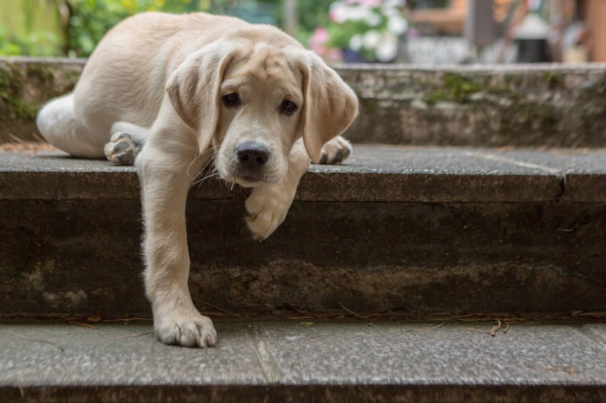 Labrador-Hund.jpg