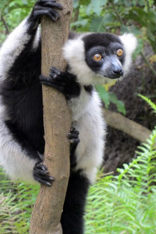 Magisches Madagaskar: Auf der Insel der Lemuren