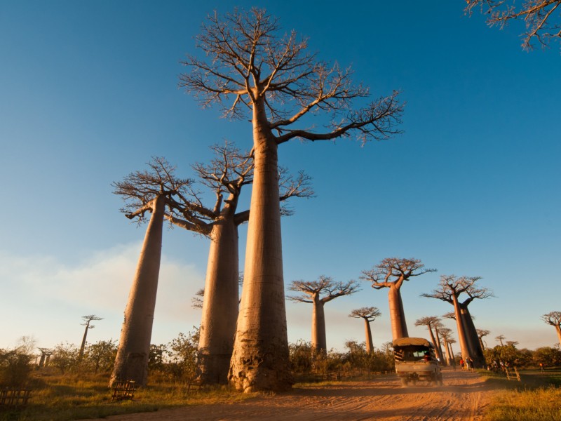 Magisches Madagaskar: Auf der Insel der Lemuren
