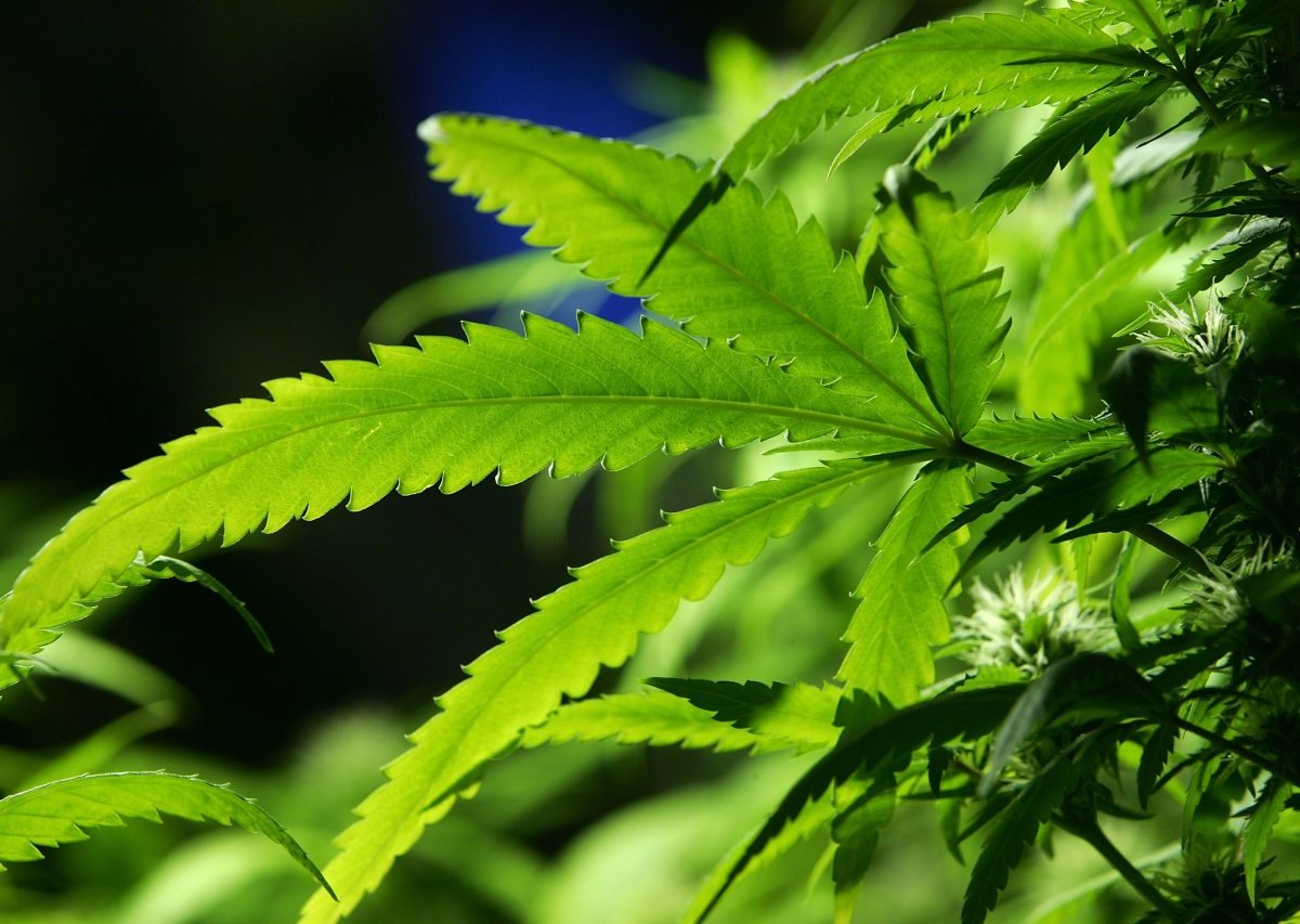 Marihuana, Blatt einer Cannabis-Pflanze, Anbau