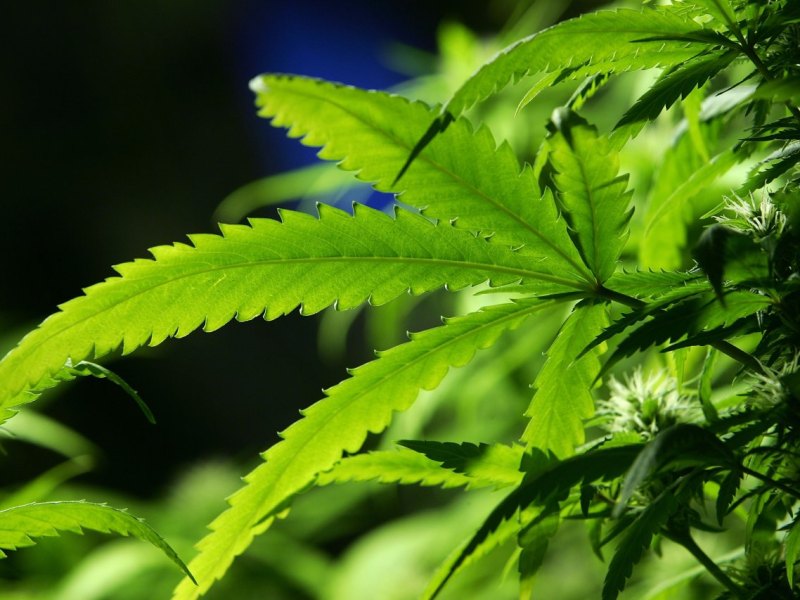 Marihuana, Blatt einer Cannabis-Pflanze, Anbau