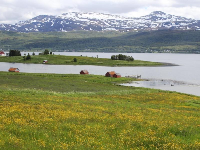 Bei der Meerenge Gisund nahe Finnsnes sieht Senja mit den Blumenwiesen eher lieblich aus.