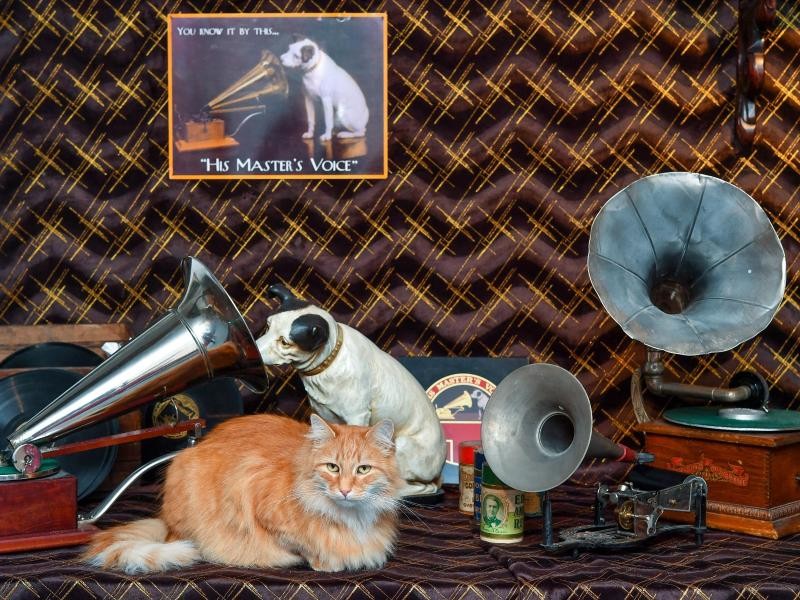 Im Musikmuseum von Thomas Jansen mischt sich auch schon mal eine Katze unter die Ausstellungsstücke.