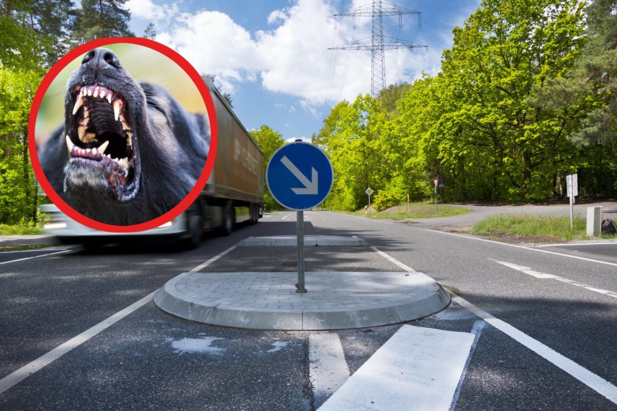 NRW: Hund beiÃŸt MÃ¤dchen