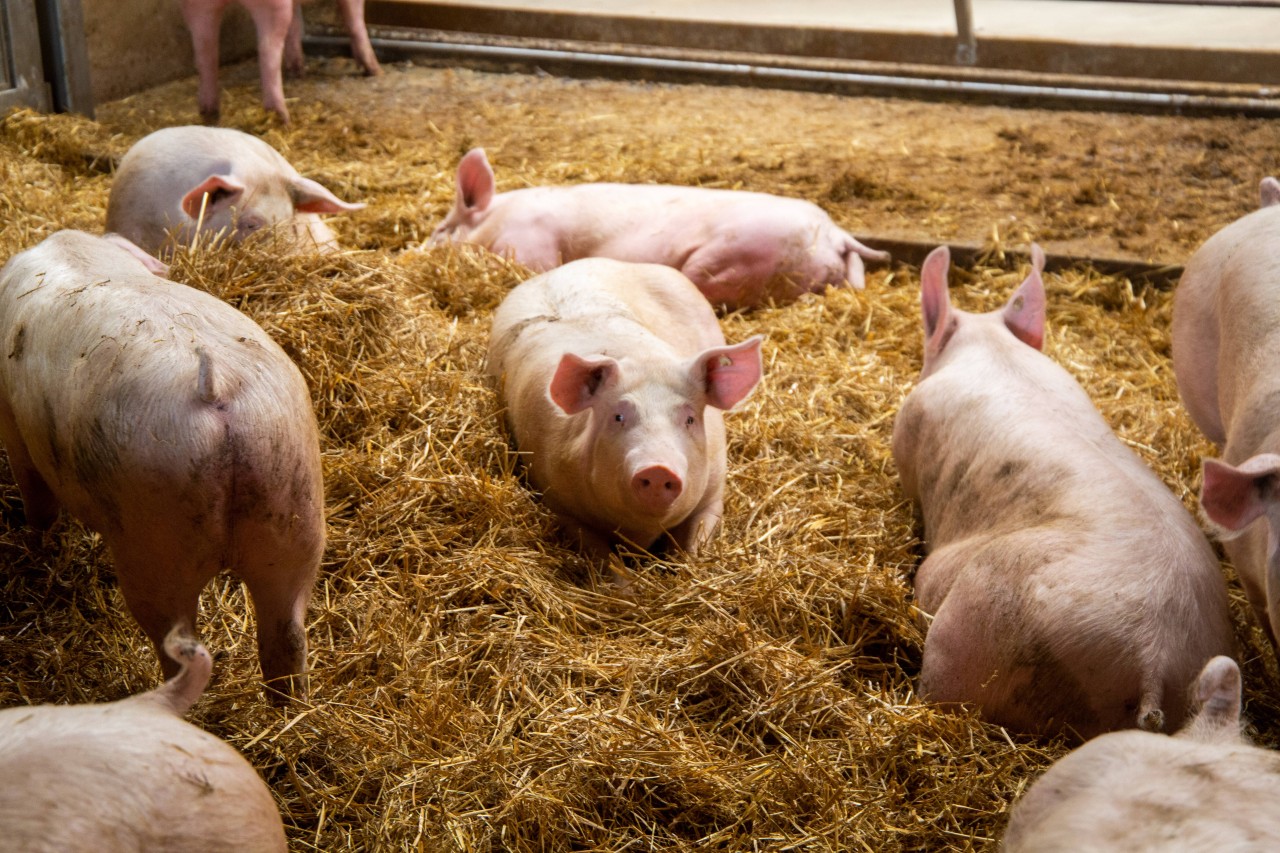 NRW: 130 Schweine fanden qualvoll den Tod. DerGrund ist echt unfassbar! (Symbolbild)