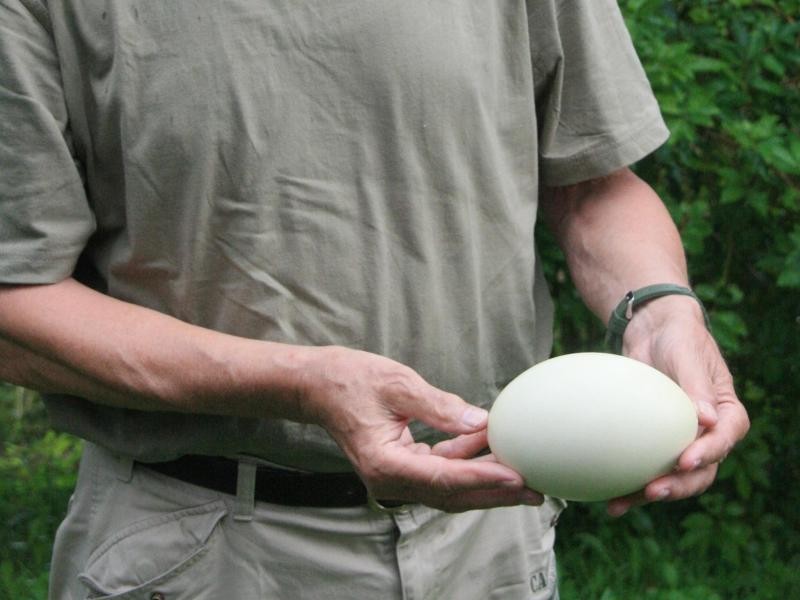 Hermann Kielhorn zeigt ein Nandu-Ei. Der Jäger im Ruhestand weiß, wo man die Tiere in Mecklenburg antrifft.