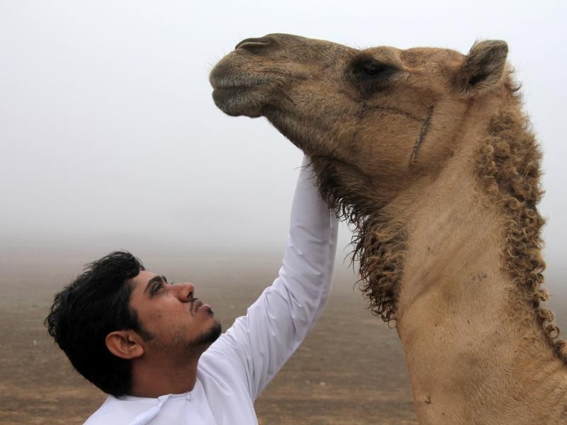 Tierlieb: Touristenführer Ahmed al-Mahri mit einem Kamel bei Salalah.