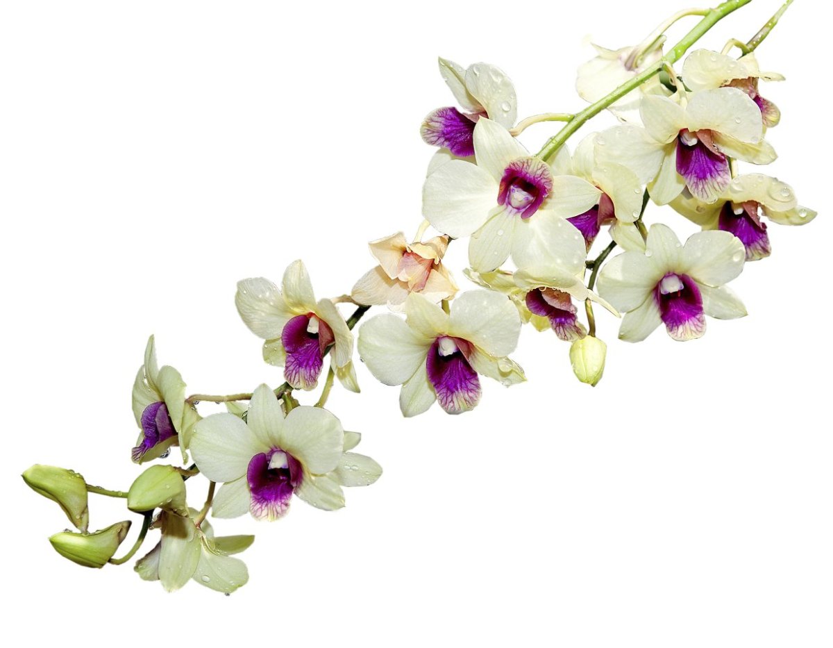Orchidee.jpg