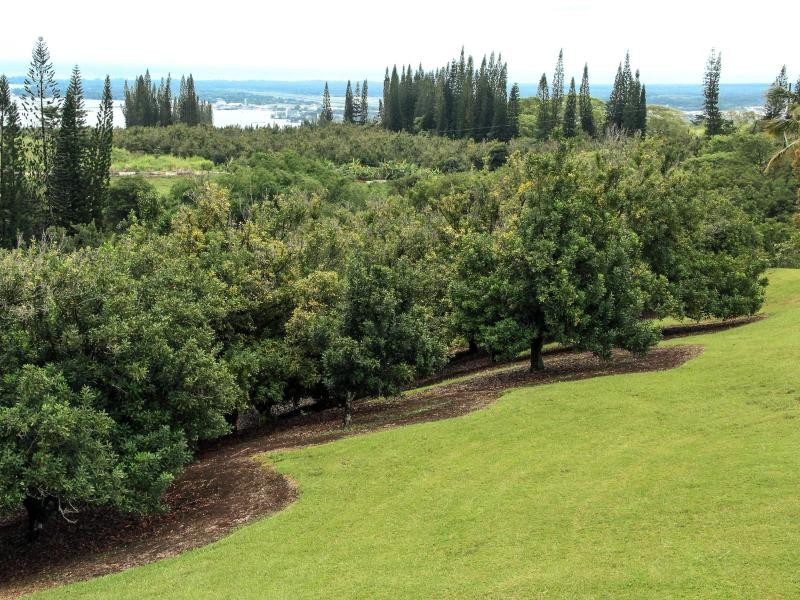 Auch Plantagen mit Macadamia-Bäumen gibt es auf Hawaii. Die Insel lockt Gourmets außerdem mit Kaffee, Fisch und Tropenfrüchten.