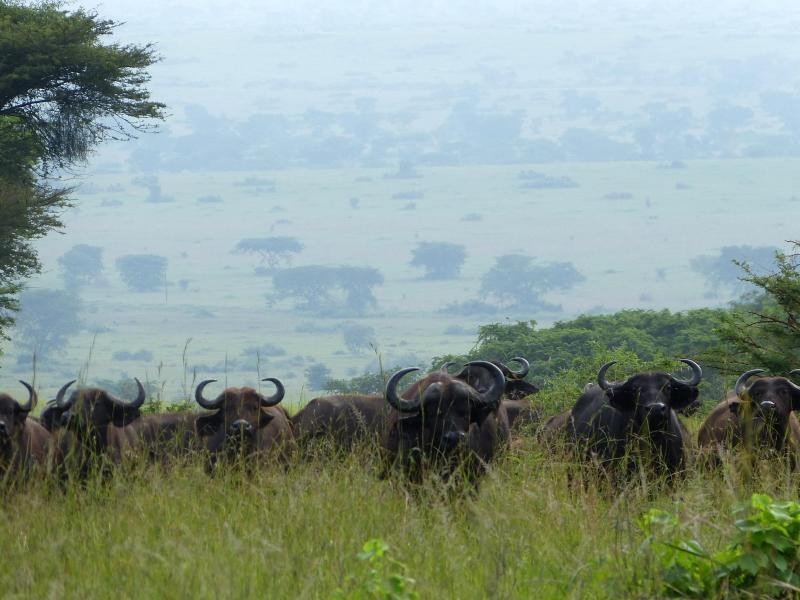 Büffel im hohen Gras oberhalb der Kasenyi-Ebene. Sie sind nur eine der vielen Tierarten, die Besucher im Queen Elizabeth Nationalpark in Uganda entdecken können.