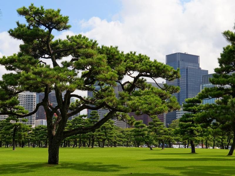 Rund um den Kaiserpalast in Tokio finden Urlauber viel Grün - heiß ist es im Hochsommer aber trotzdem in Japans Hauptstadt.
