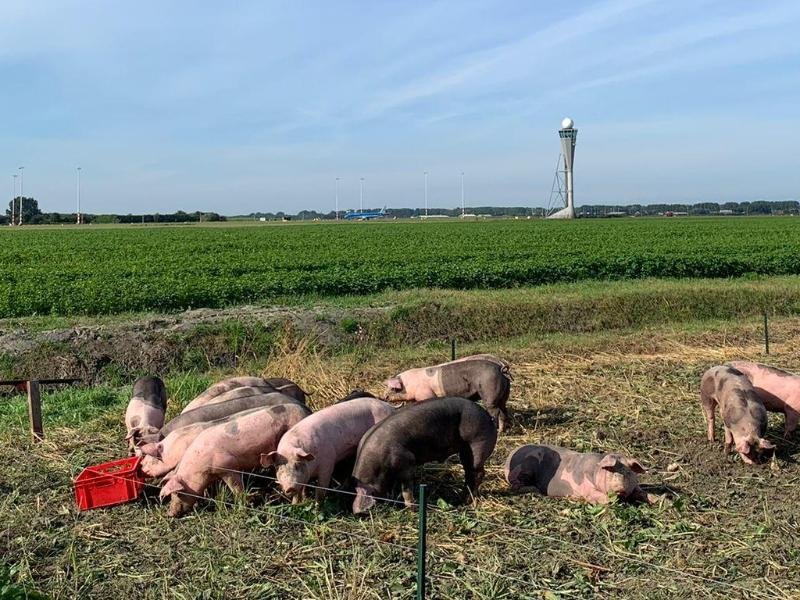 Schweine grasen am Flughafen Schiphol. Sie sollen hier Vögel von den Start- und Landebahnen fernhalten und dadurch helfen, Kollisionen mit Flugzeugen zu verhindern.