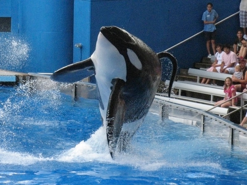 Tilikum heißt einer der Orcas im Seaworld in Orlando. 