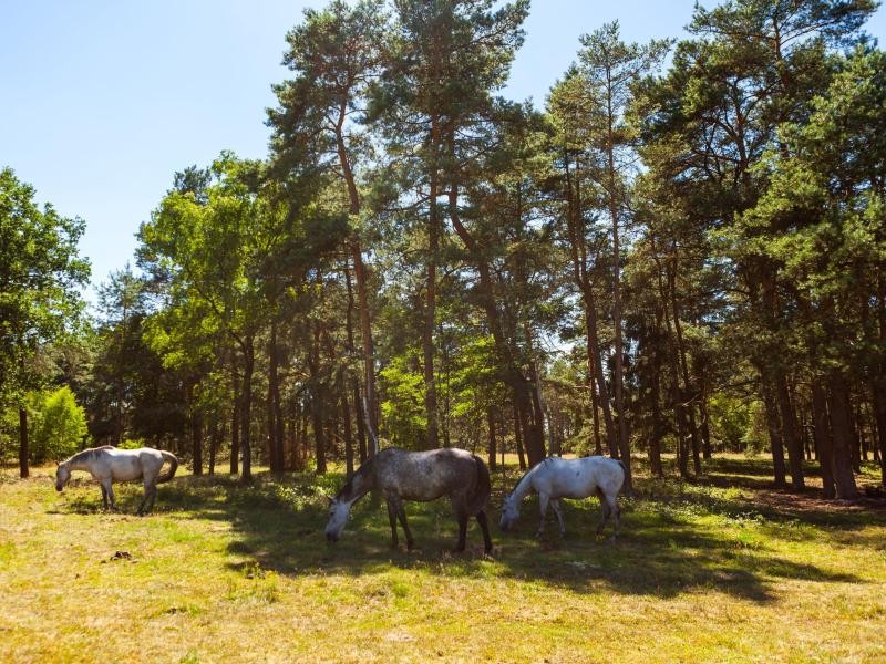 Senner Pferde: Den wilden Tieren können Urlauber in der Moosheide in Ostwestfalen begegnen.