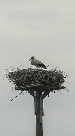Ein Storch thront in seinem Nest am Storchenrundweg in Bislich. 