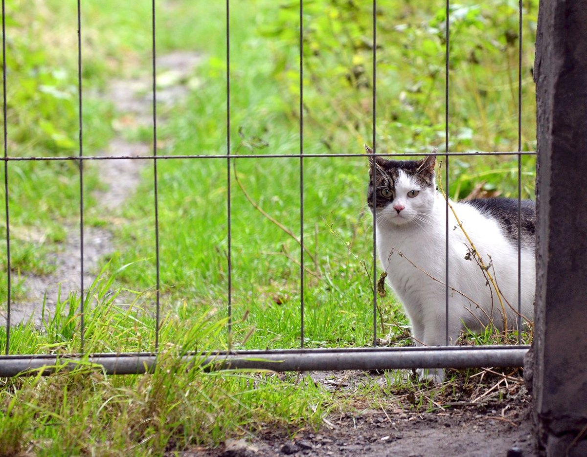 Tierschutzverein füttert wilde Katzen ,_1.jpg