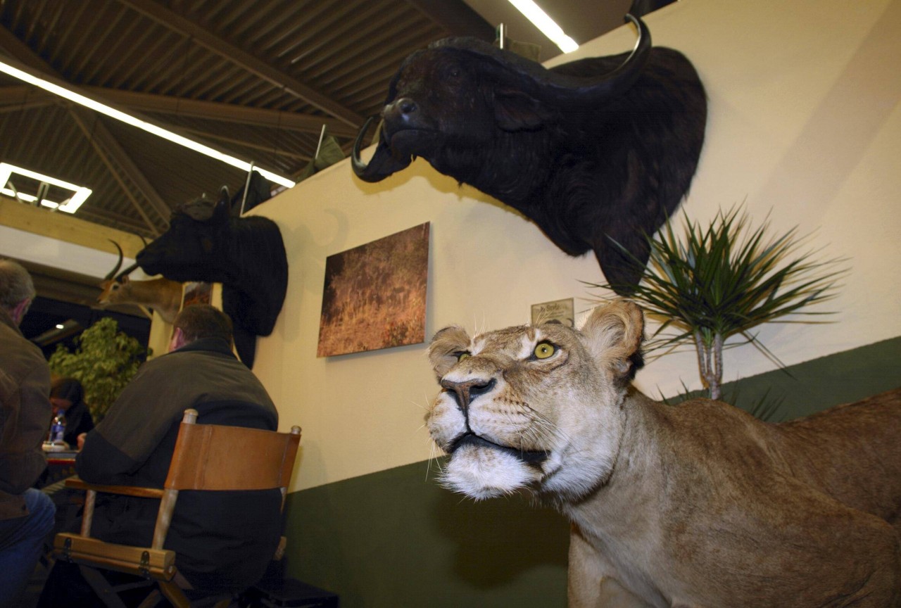 Ausgestöpfte Tiere (Trophäen) auf der „Jagd und Hund“: In Halle 7 bewerben über 100 Anbieter ihre Trophäenreisen. (Archivfoto)