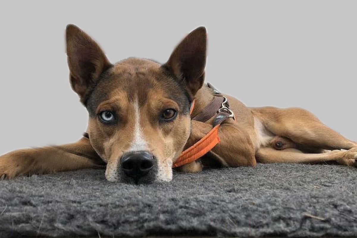 Schäferhund-Husky Tyson musste einen Mord an seinem Herrchen ansehen.