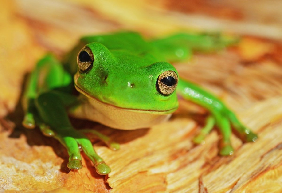 Unsplash_Frosch_photo-1502780402662-acc01c084a25.jpg