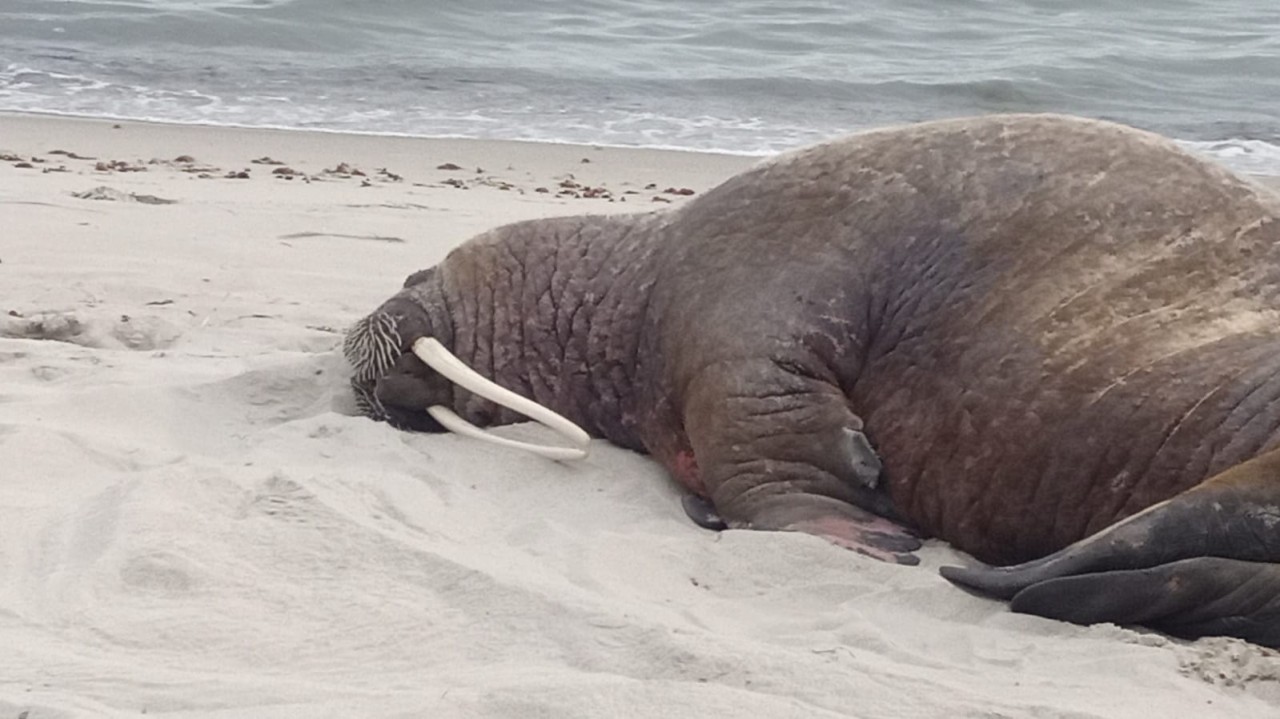 Urlaub an der Ostsee: Am Strand von Rügen wurde ein Walross entdeckt. 