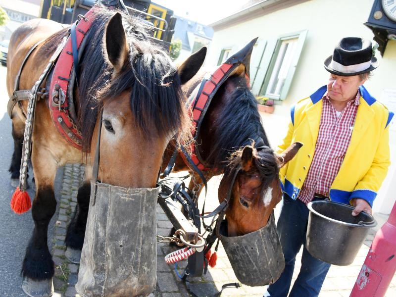Während einer Mittagspause füttert Kutscher Siegfried Händler seine Kaltblüter "Evi" und "Frau Krause" (l-r) an seiner historischen Postkutsche.