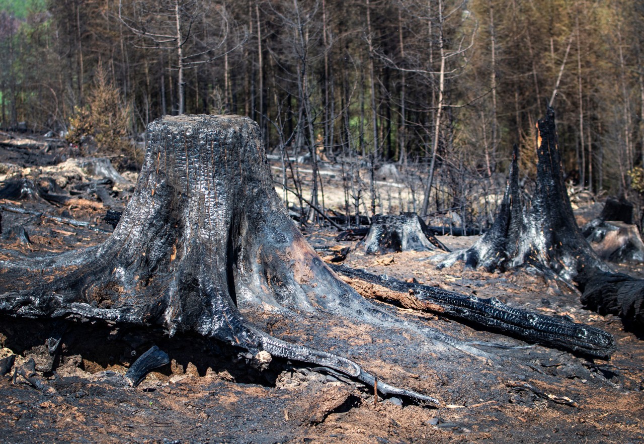 Die Waldbrandgefahr 2020 ist jetzt schon höher als 2018 oder 2019.