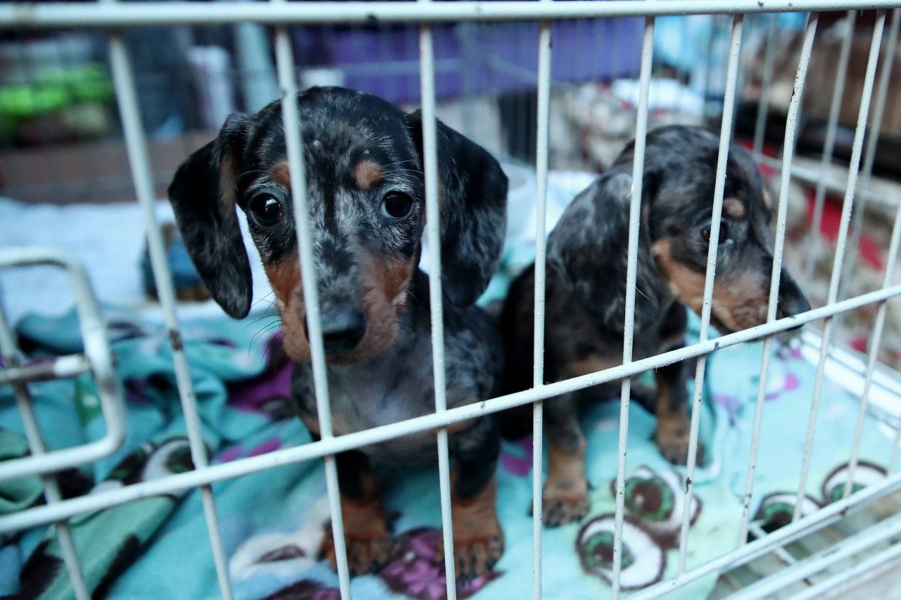 Hund in NRW: Mehrere Welpen werden in einem Käfig gefangen gehalten. (Symbolbild)
