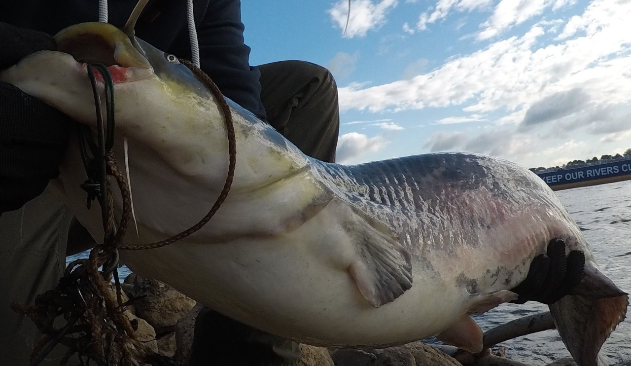 Ein Angler zog in Duisburg diesen qequälten Wels aus dem Rhein.