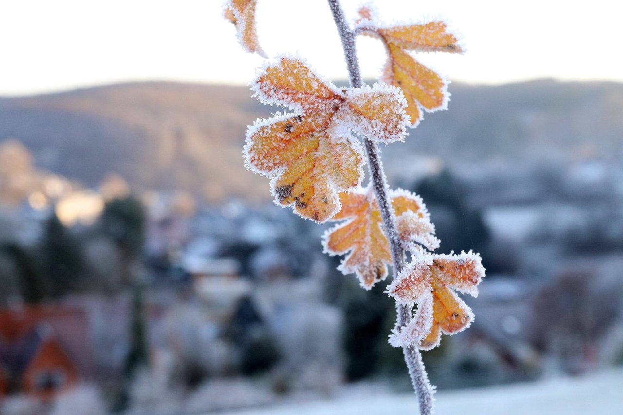 Frostige Nächte: Ohne Sorgen bei Eis am Morgen