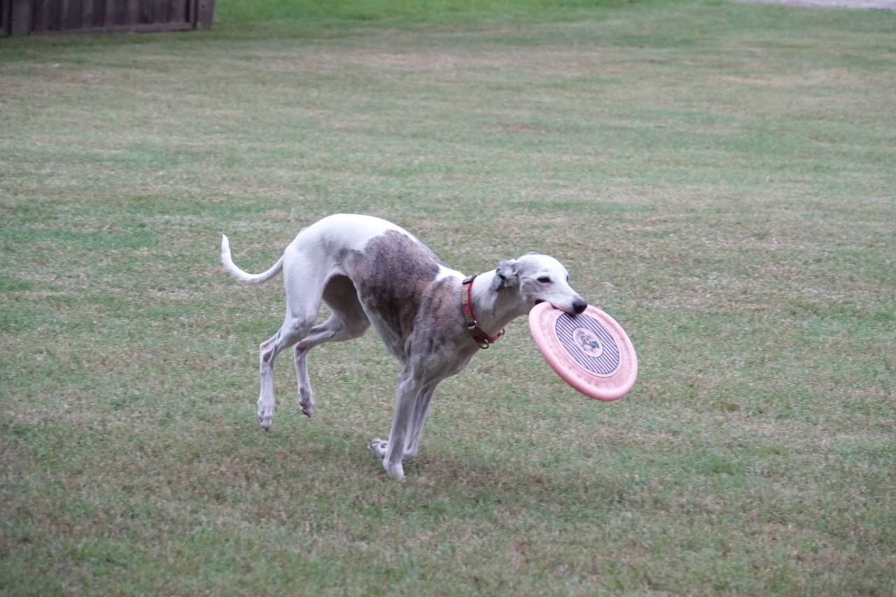 Bei dem Welpen handelte sich um eine Hund der Rasse Whippet.