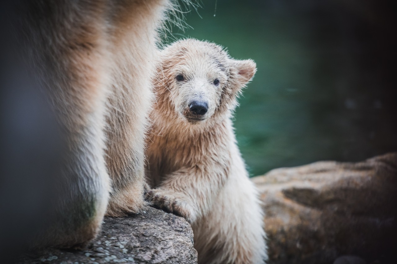 In der ZOOM Erlebniswelt könntest du dir den kleinen Eisbären Nanook anschauen.