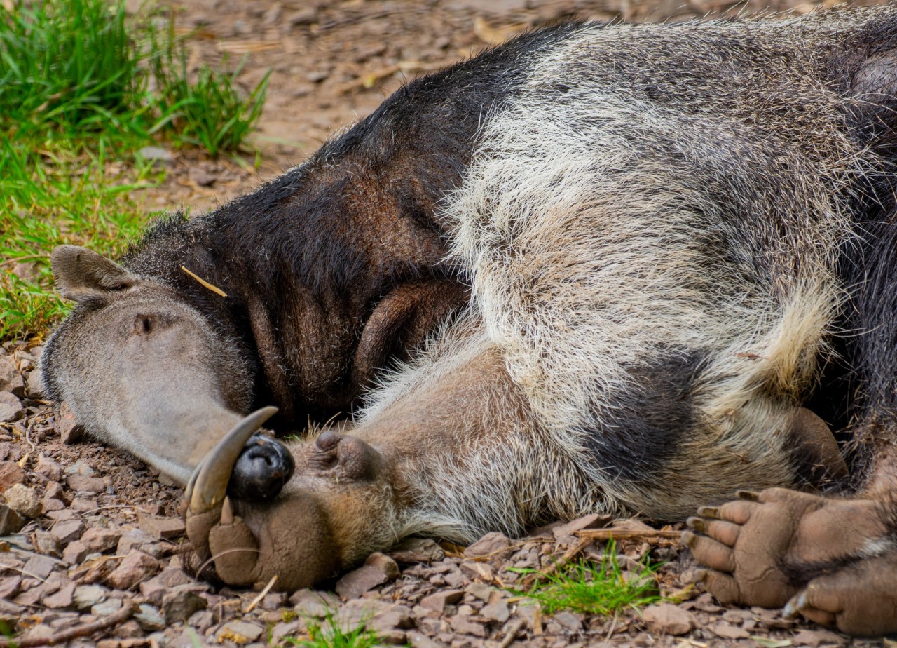 Der Zoo Dortmund trauert um Ameisenbärin Sandra.