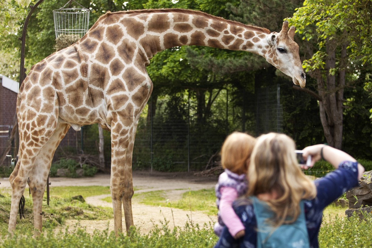 Der Zoo Dortmund überrascht mit einer neuen Aktion für Kinder und junge Erwachsene. (Symbolbild) 