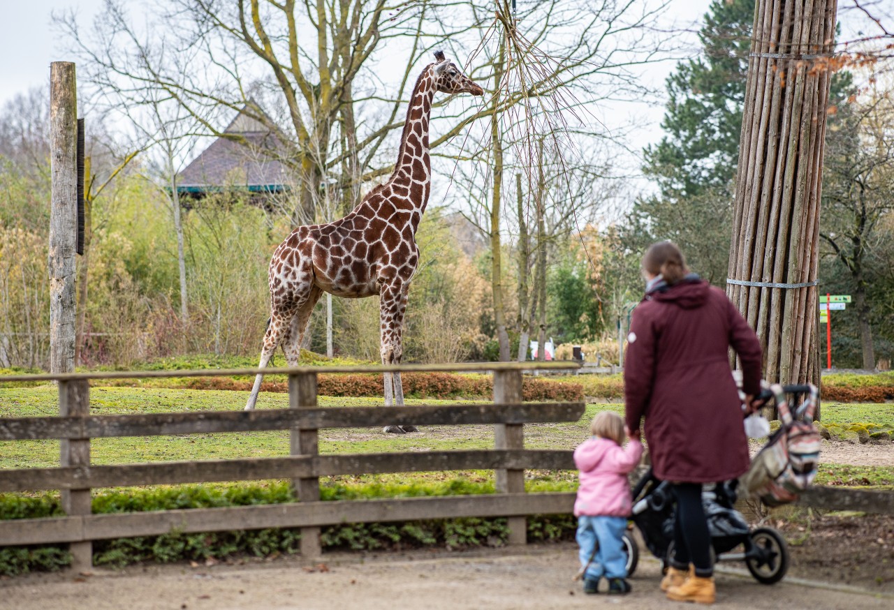 Ein Zoo in Münster kann sich über eine großzügige Spende freuen. (Archivbild)