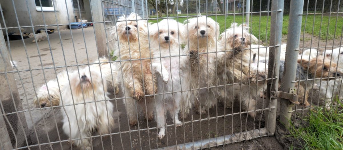 Zottelige Malteser Hunde in der.jpg