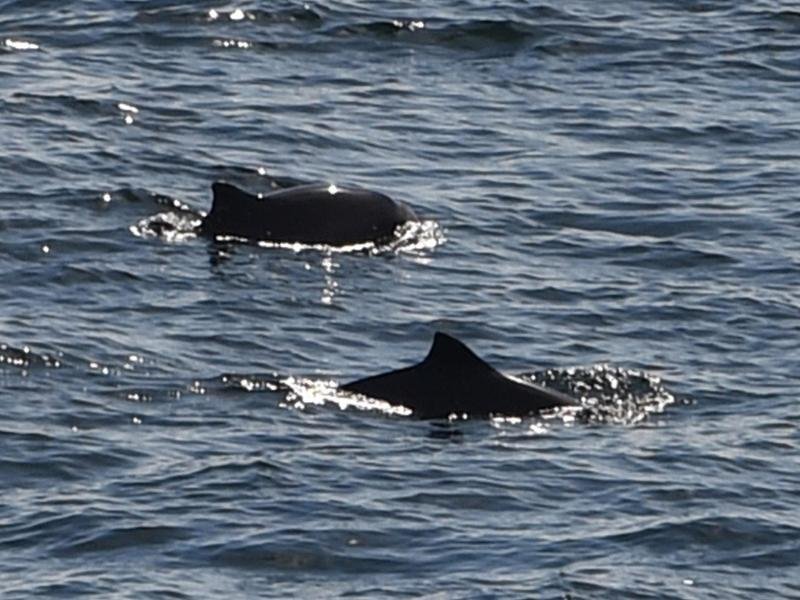 Zwei Schweinswale schwimmen in der Ostsee zwischen Puttgarden und dem dänischen Rödbyhavn auf dem Fehmarnbelt.