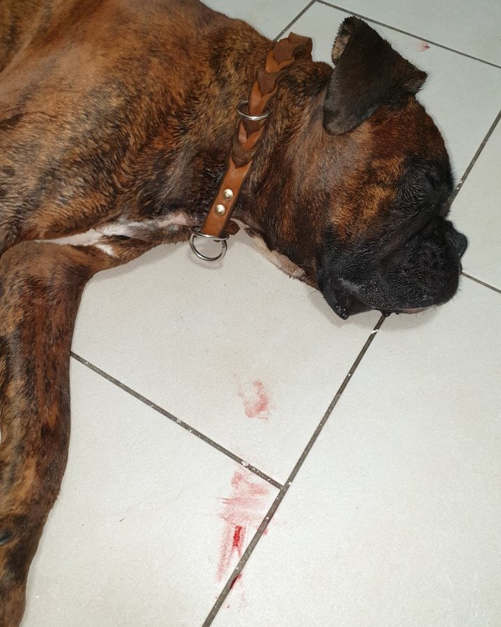 bochum-hund.jpg