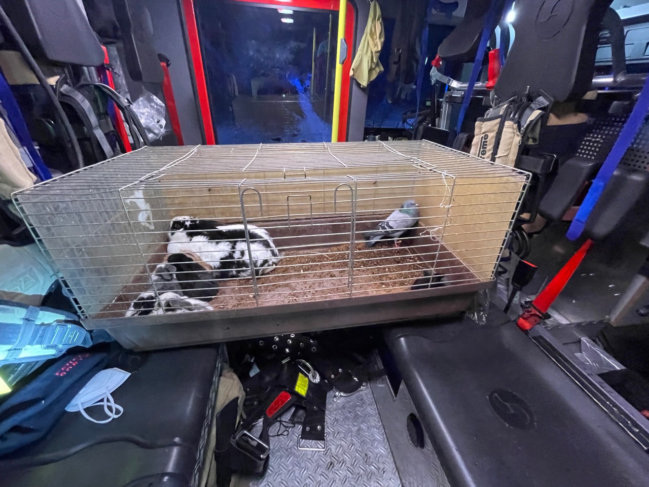 Dortmund: Kaninchen sowie eine Taube fanden in einem Feuerwehrwagen Schutz.