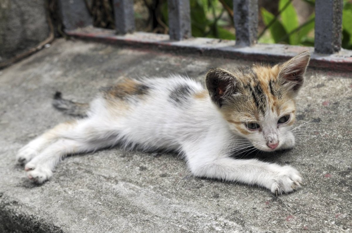 dortmund katze neu.jpg