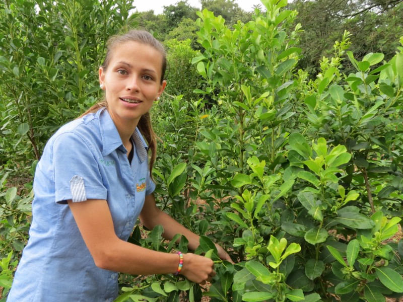 Tannia Acosta zeigt interessierten Besuchern Mate-Pflanzen. Der Tee aus den Blättern ist so etwas wie das Nationalgetränk Paraguays.
