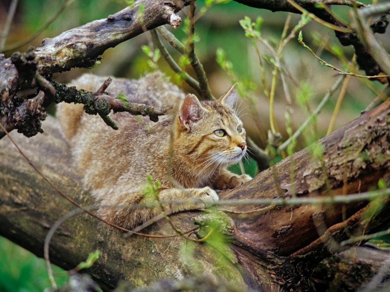 Im Nationalpark Hainich können Urlauber Wildkatzen beobachten. Früher war der Park ein Truppenübungsgelände der Armee. 