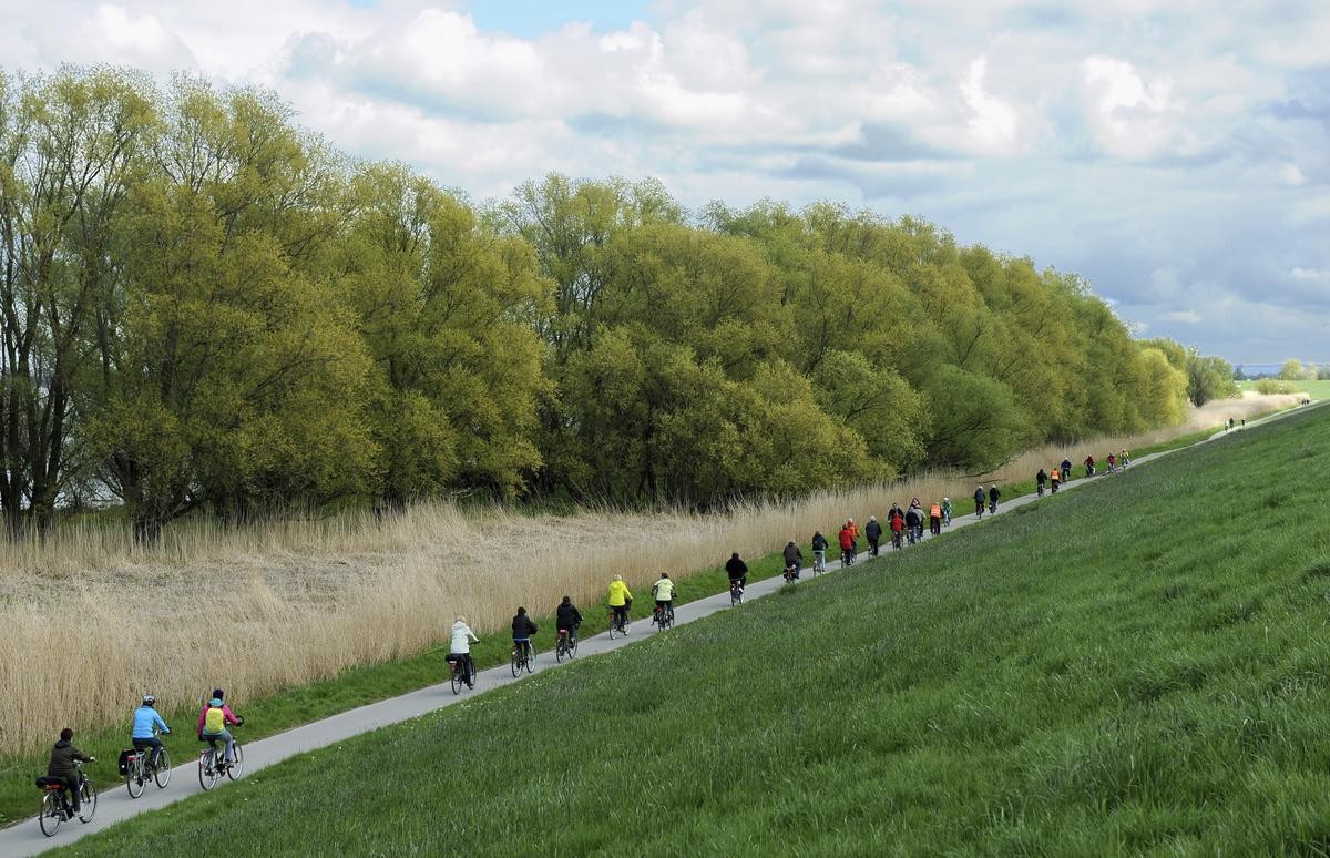 Zahlreiche Radfahrer nutzen den Feiertag zu einem Ausflug entlang dem Elbedeich im Alten Land. 
