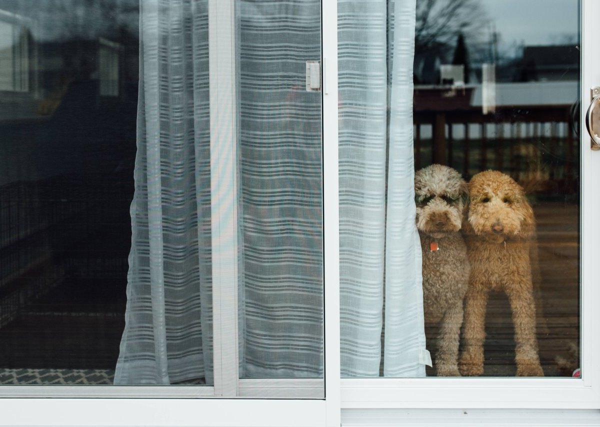 hund in nrw 2.jpg