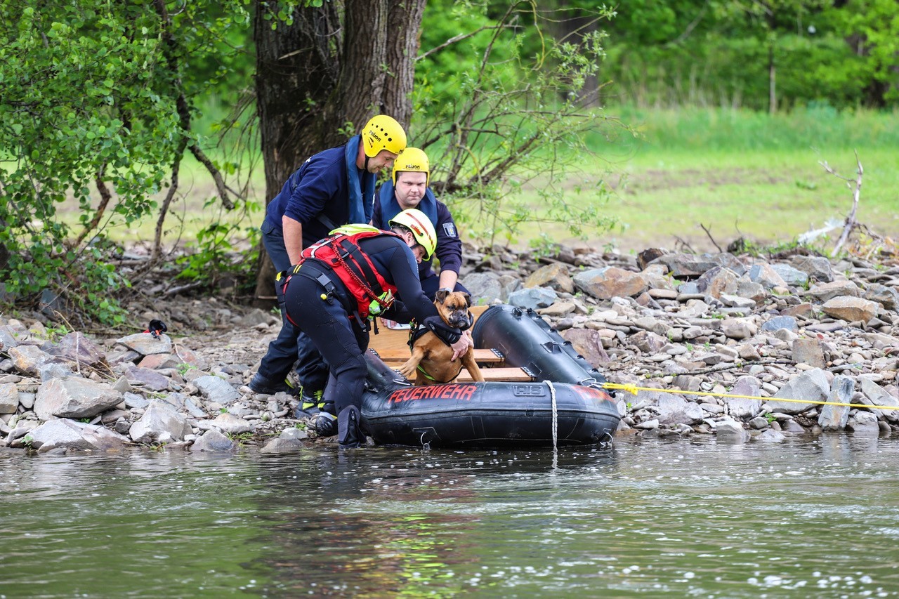 Hund in NRW in Gefahr: Inka war von der Strömung auf eine Insel im Fluss getrieben worden. 