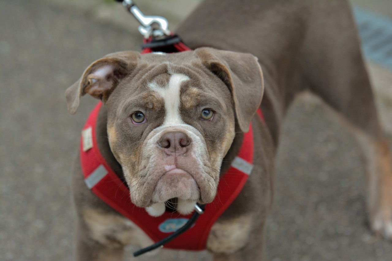 Hund in NRW: Eine Bulldogge sucht ein neues Zuhause. (Symbolbild)