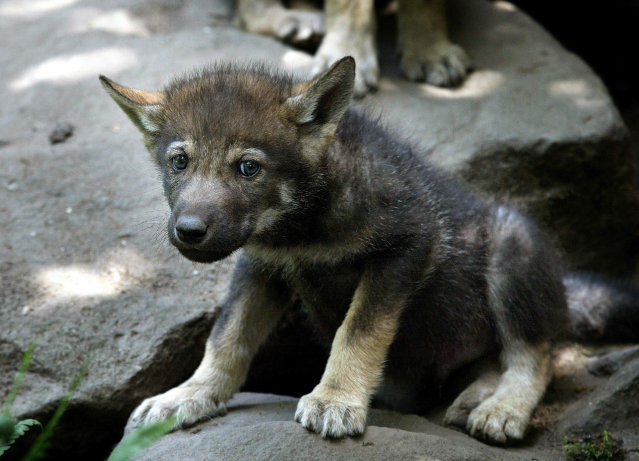 Ein Hund in NRW entpuppte sich als Wolfsjunges. 