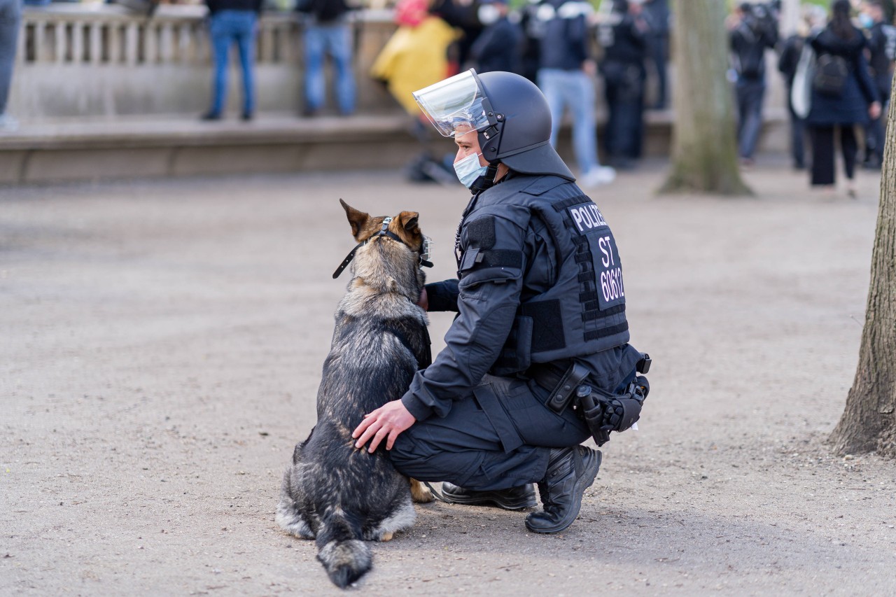 Hund in NRW: Die Vierbeiner unterstützen die Polizei bei vielfältigen Aufgaben. 