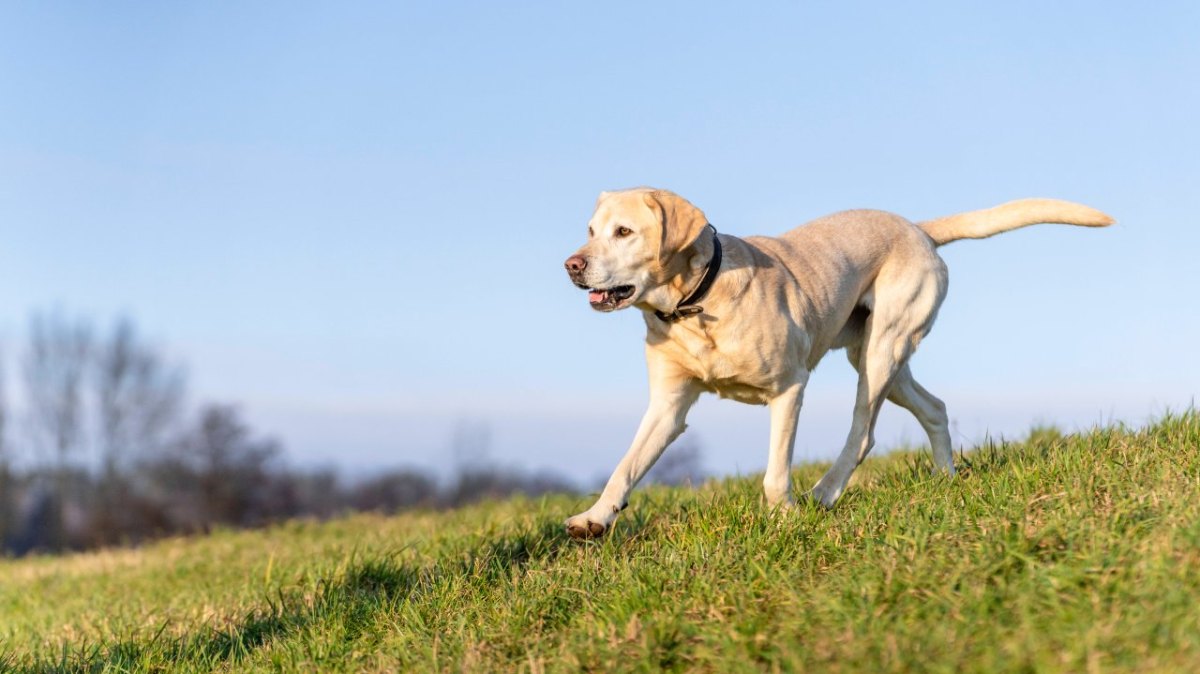 hund nrw.jpg