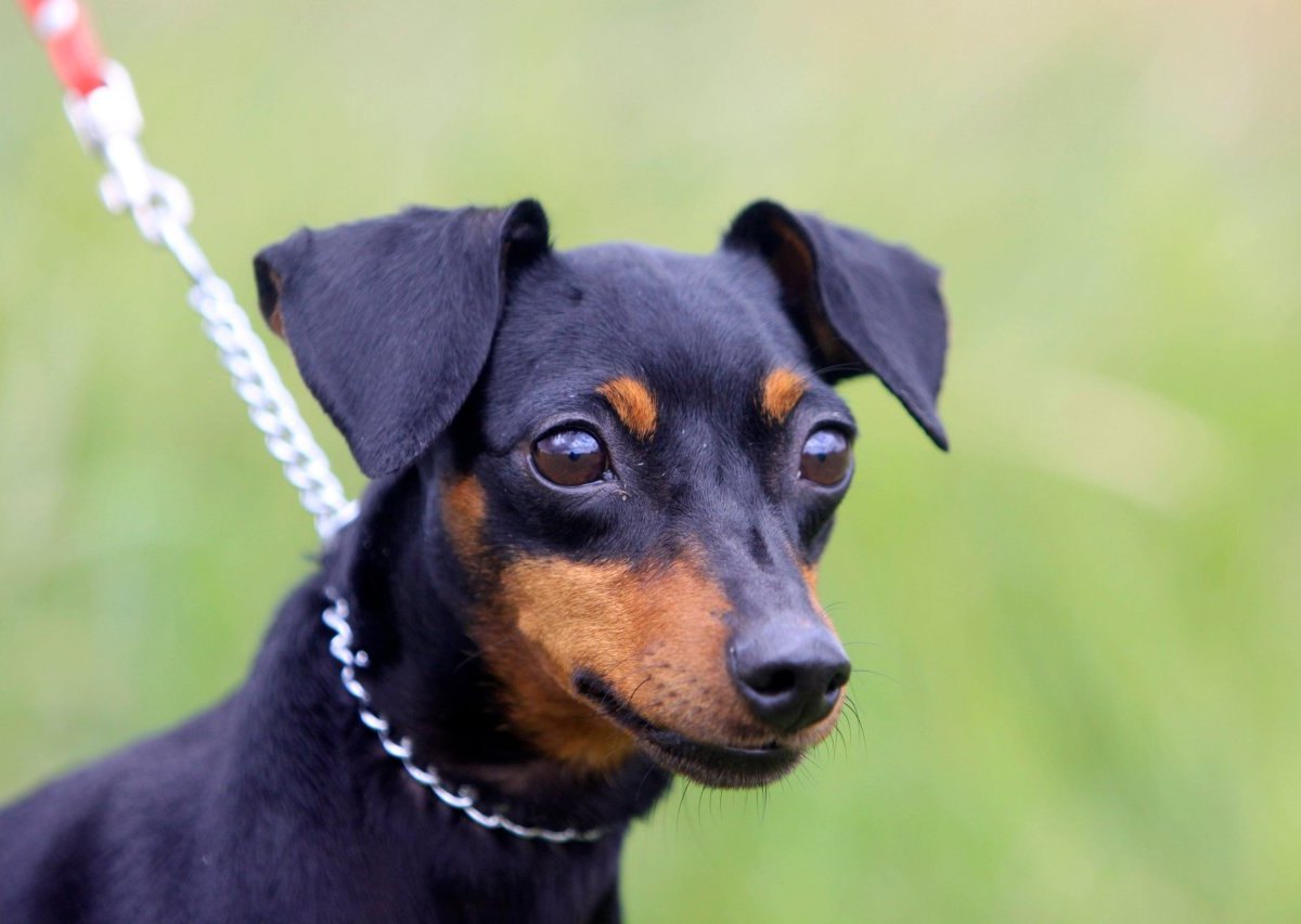 hund-nrw.jpg