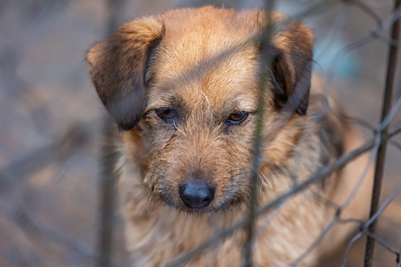 Ein Tierheim spricht zwischen den Jahren nun Klartext. Viele Hunde können einfach nicht mehr aufgenommen werden. (Symbolbild)